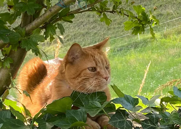 Appartamento Sonnegg *